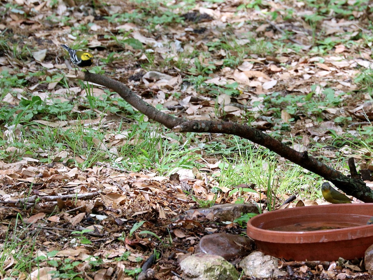 Black-throated Green Warbler - ML646019507