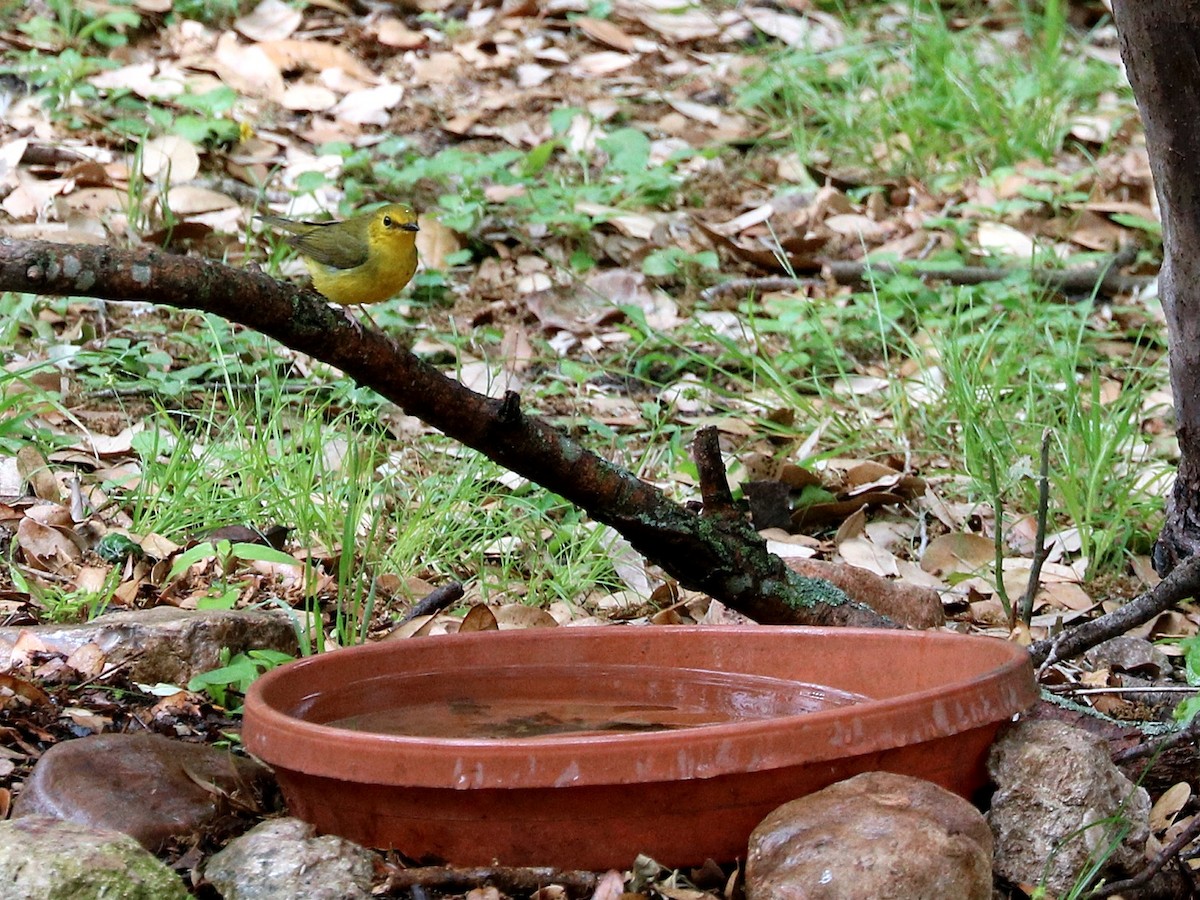 Болотянка чорногорла - ML646019508