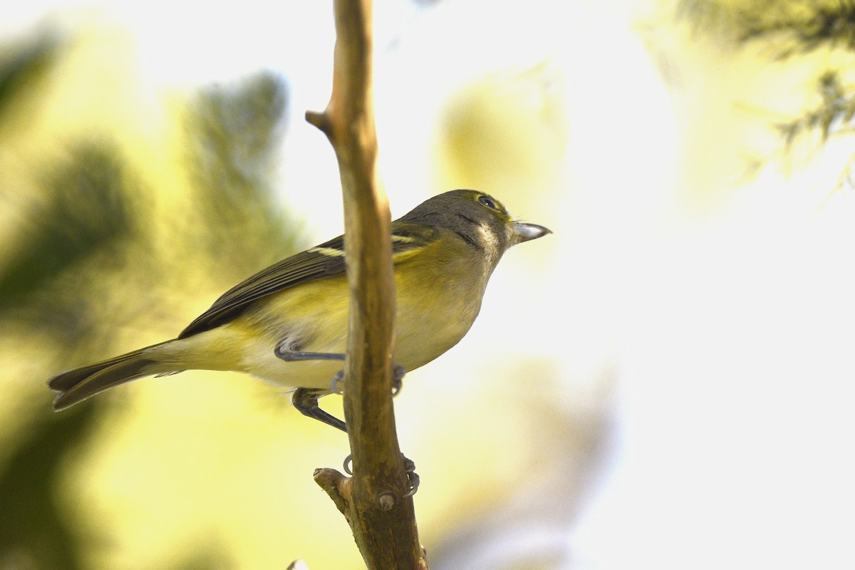 White-eyed Vireo - ML646019516