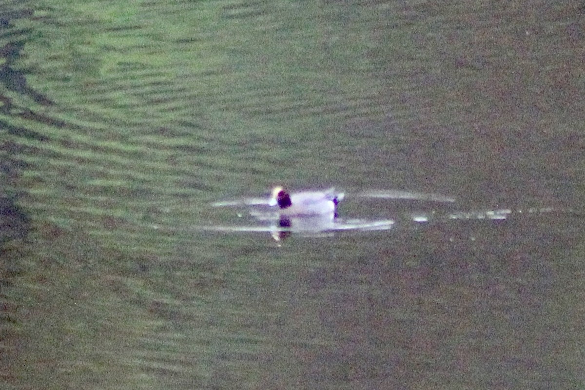Eurasian Wigeon - ML646019520