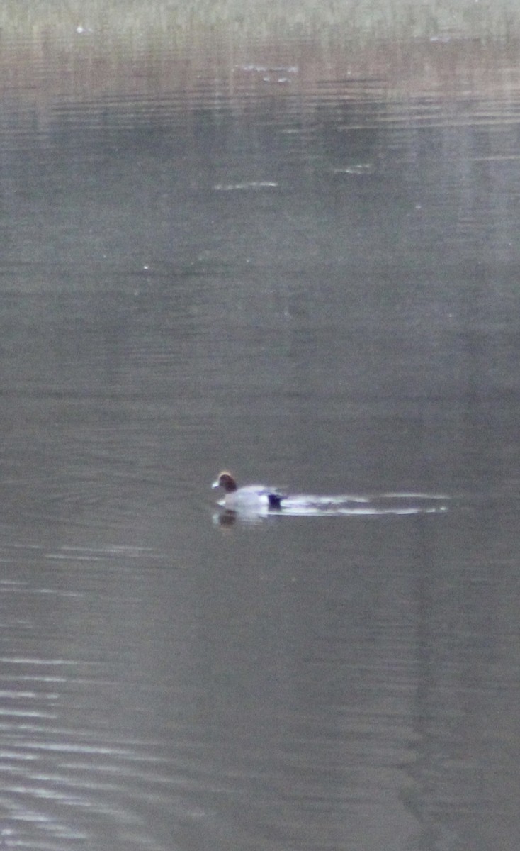 Eurasian Wigeon - ML646019521