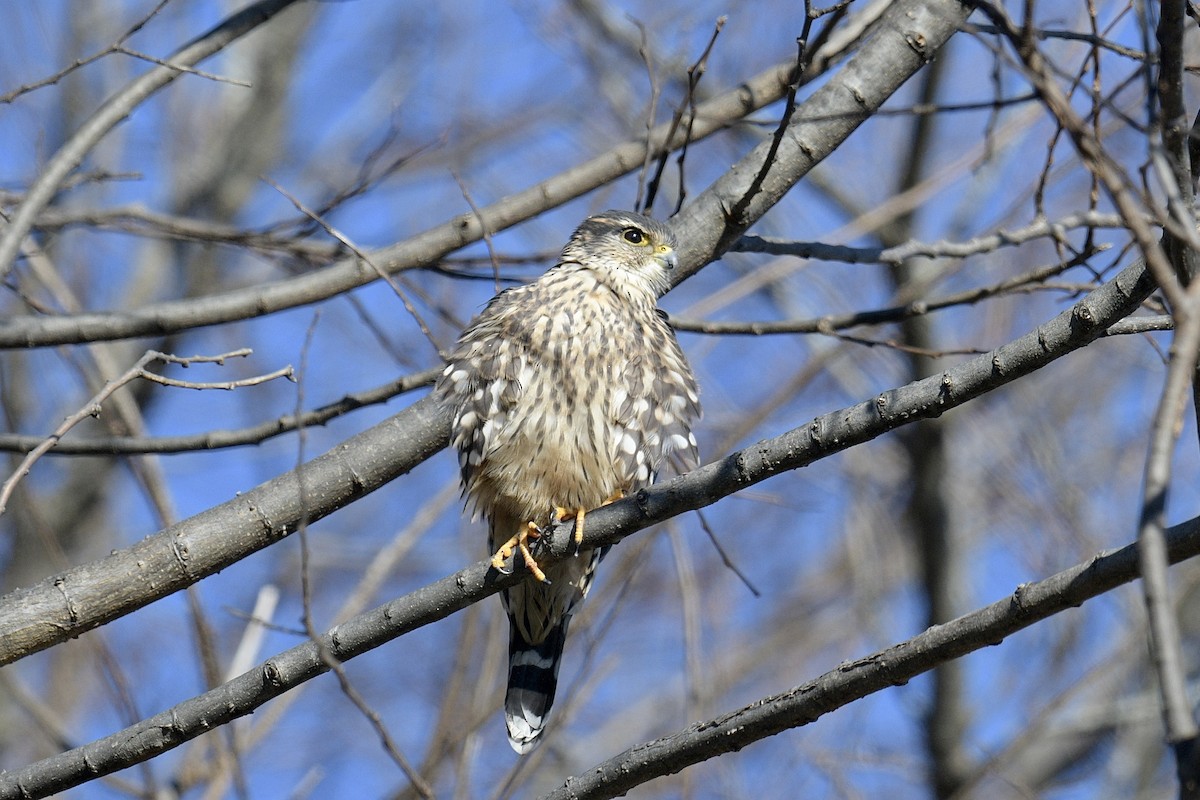 Merlin - ML646019541