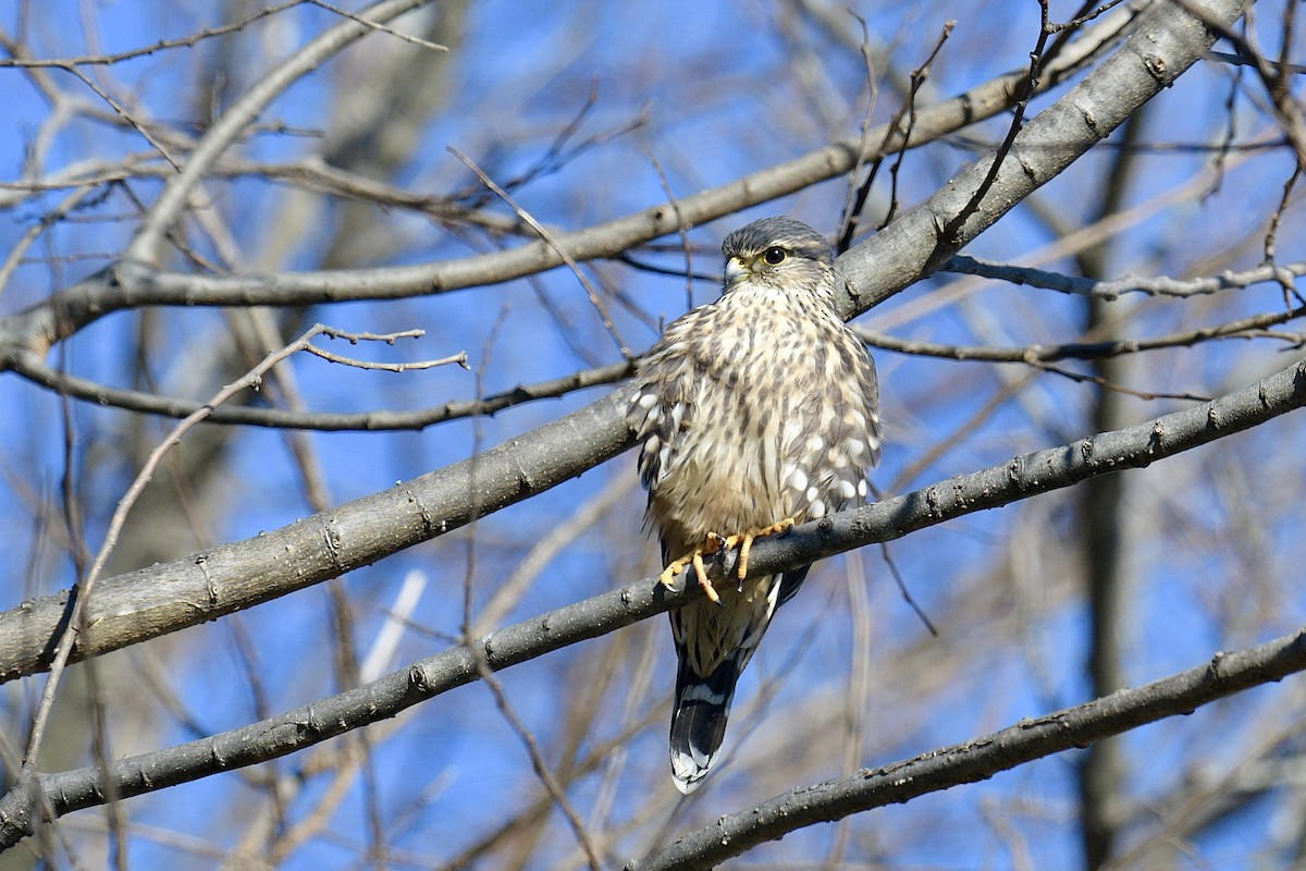Merlin - ML646019542