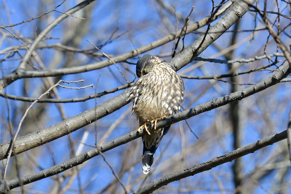 Merlin - ML646019543