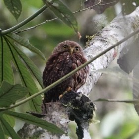 kulíšek kolumbijský - ML646019547