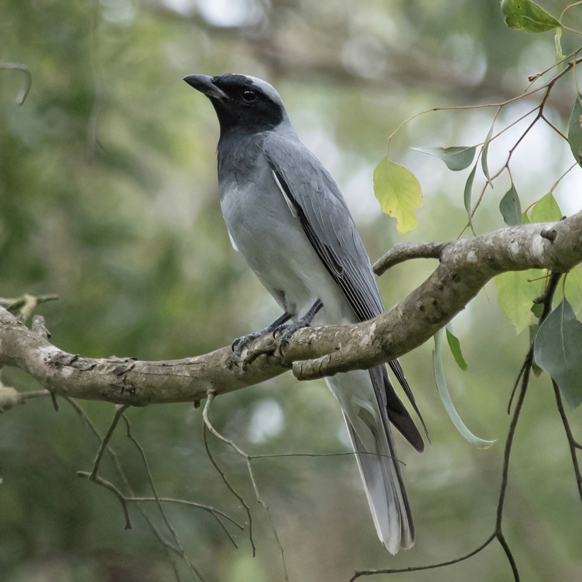Black-faced Cuckooshrike - ML646019549