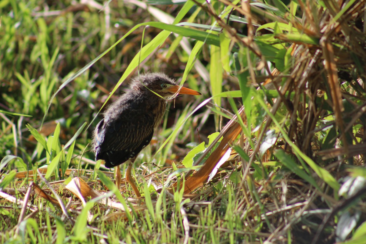 Green Heron - ML646019550