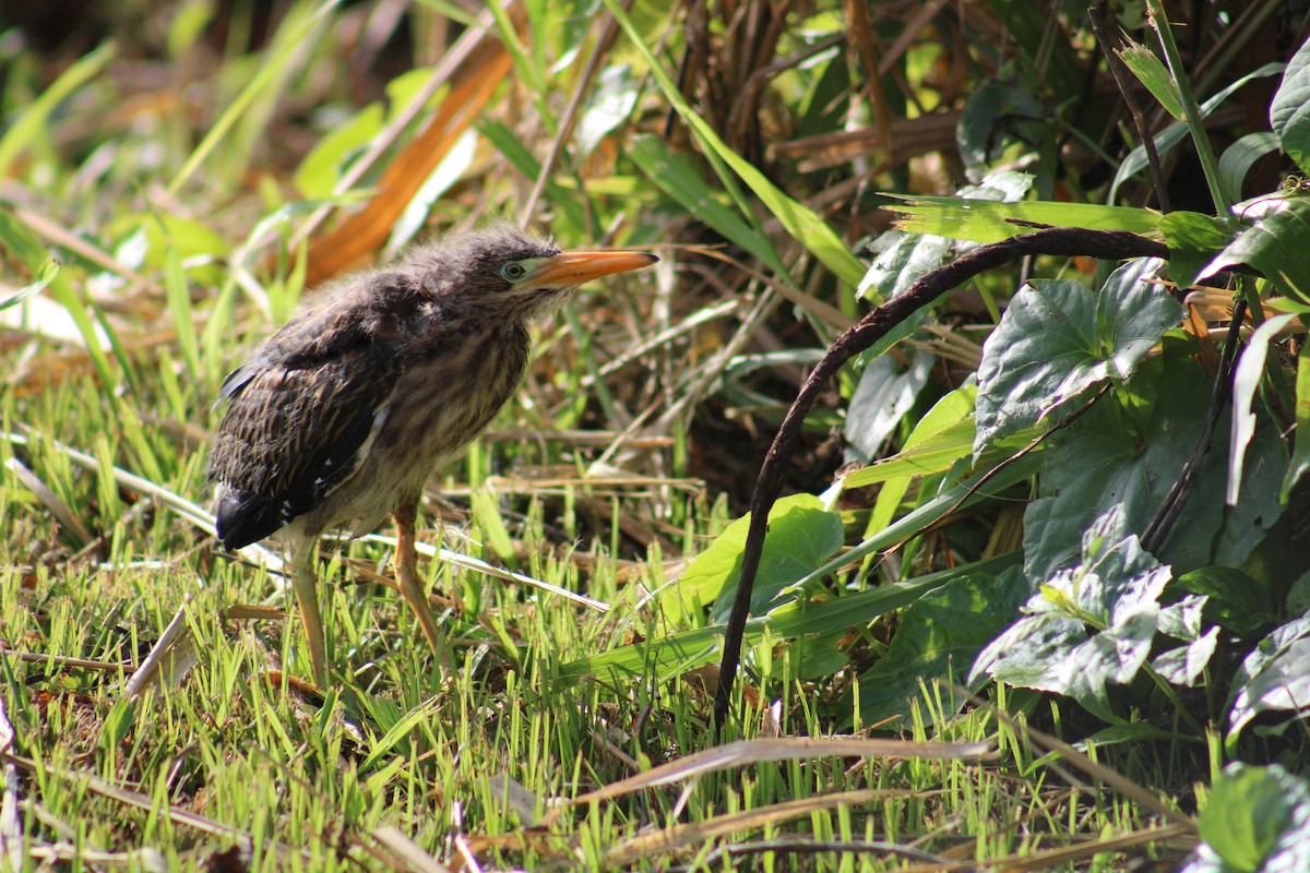 Green Heron - ML646019551