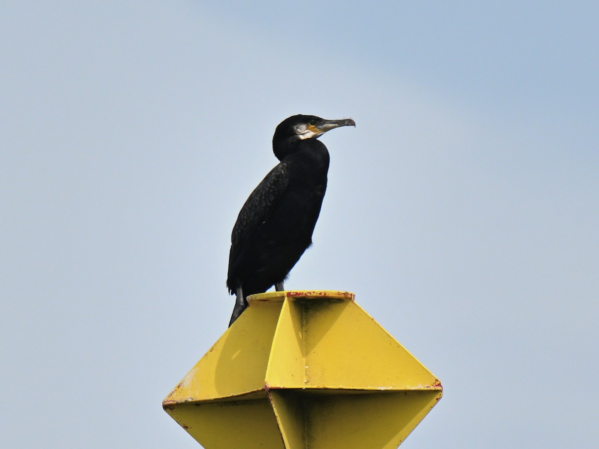 Great Cormorant - ML646019553