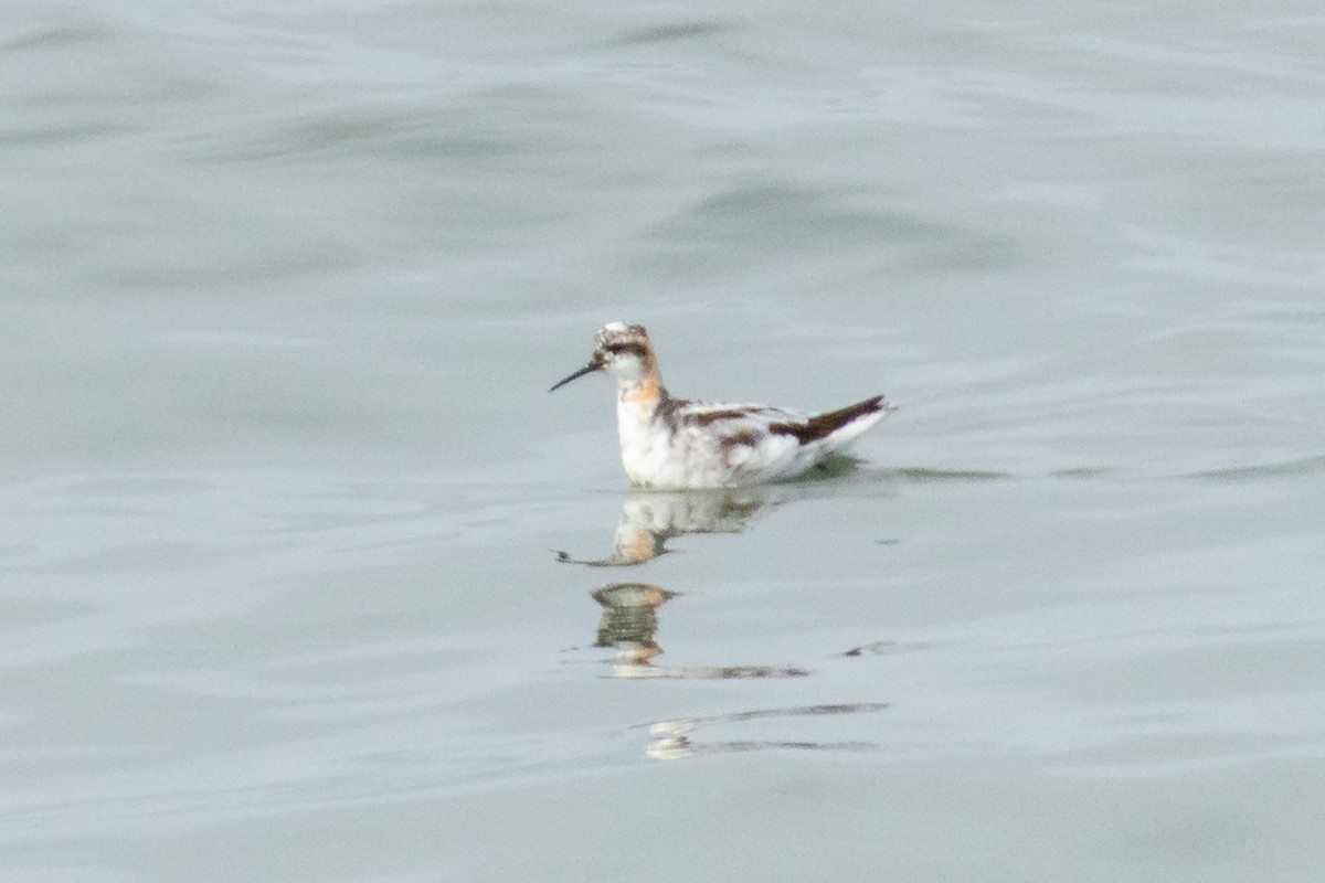 Red-necked Phalarope - ML646019557