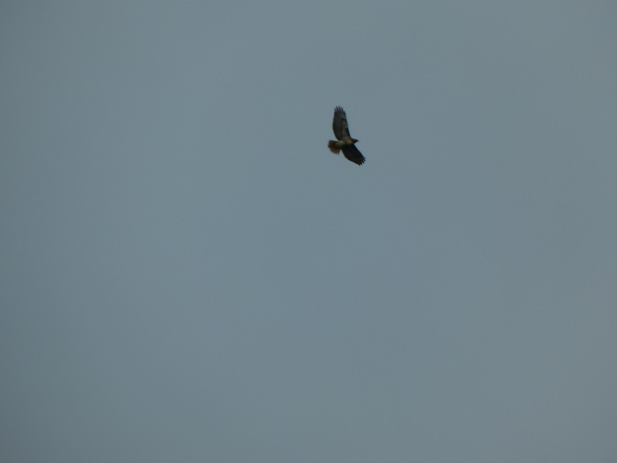 Краснохвостый канюк - ML646019562