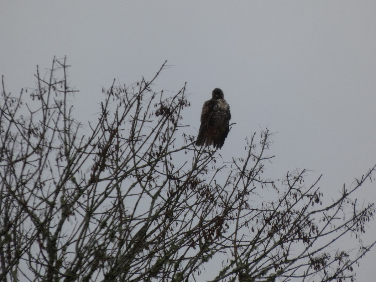 Краснохвостый канюк - ML646019563