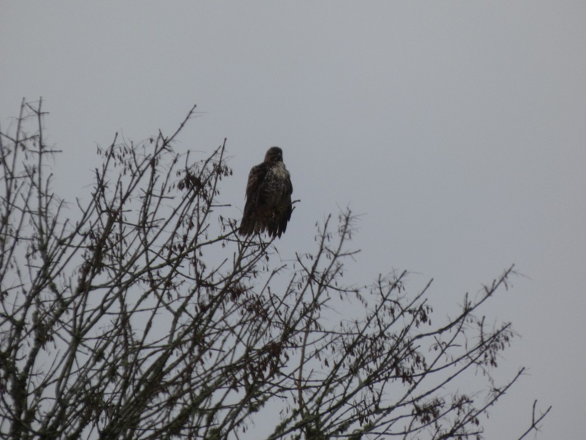 Краснохвостый канюк - ML646019564