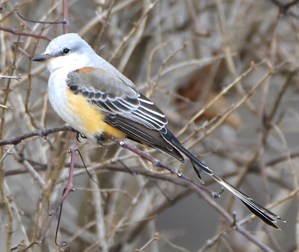 Scissor-tailed Flycatcher - ML646019567