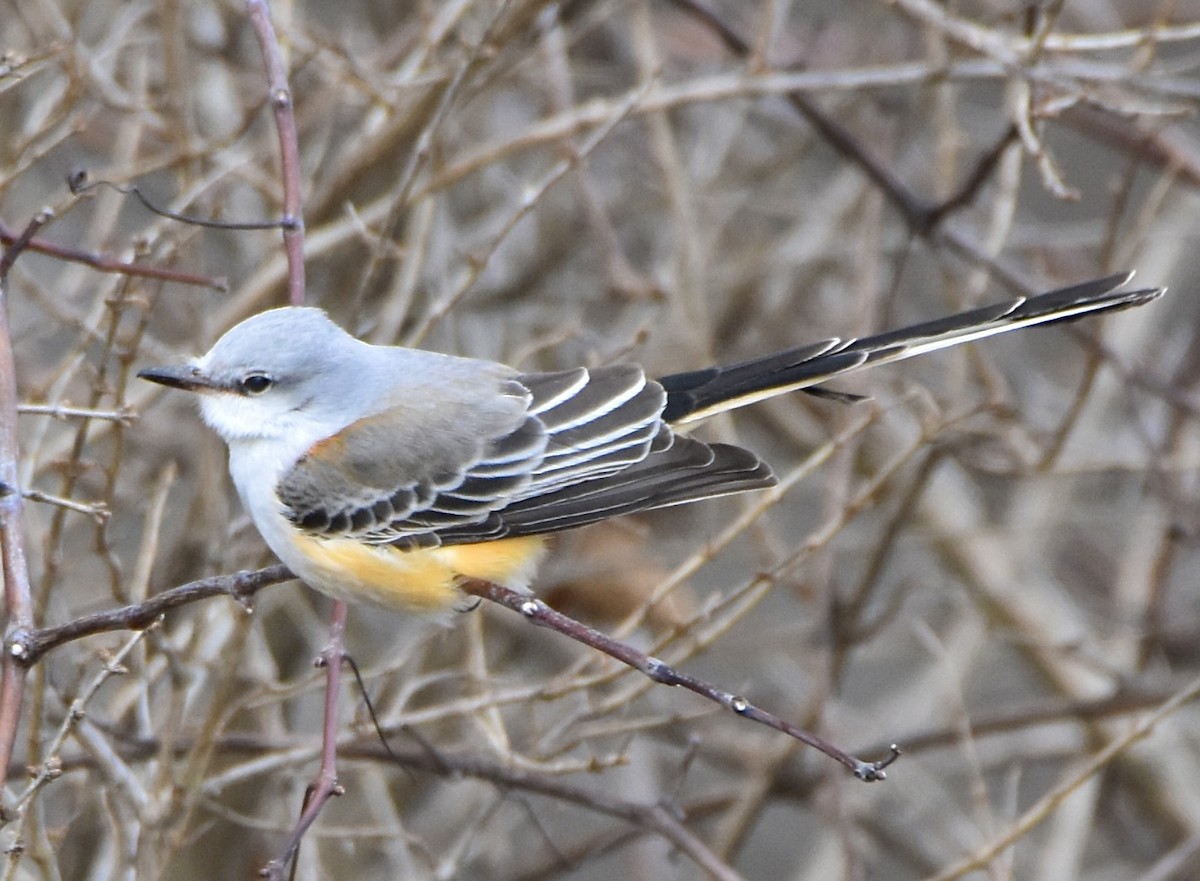 Scissor-tailed Flycatcher - ML646019568