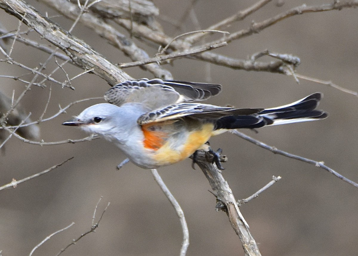 Scissor-tailed Flycatcher - ML646019569