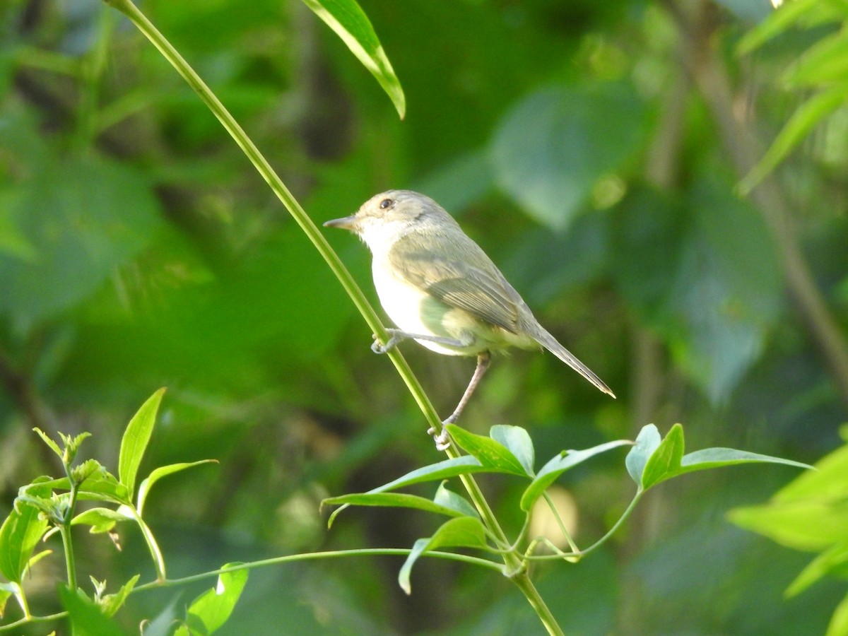 Fulvous-crowned Scrub-Tyrant - ML646019573