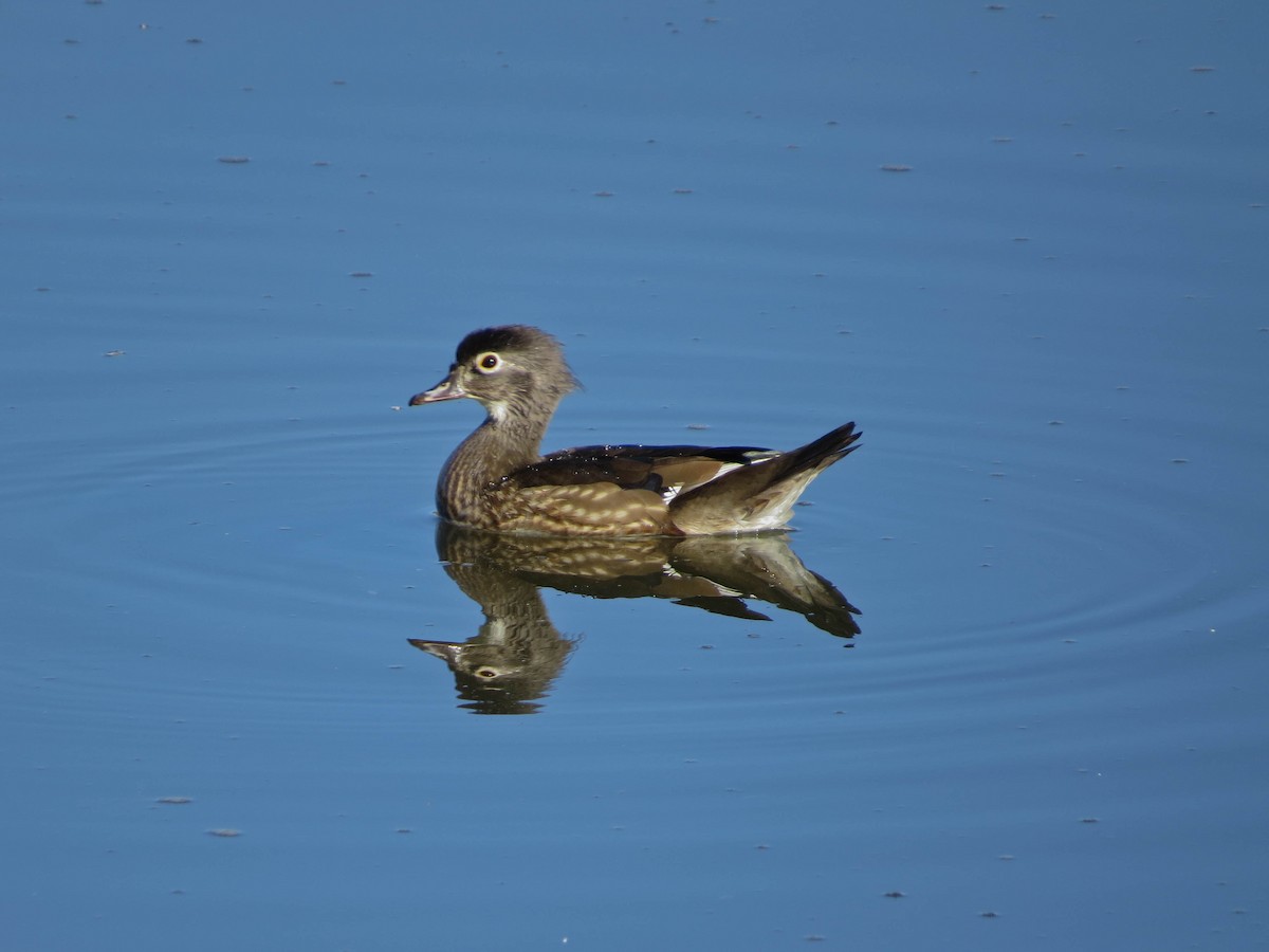 Canard branchu - ML646019575
