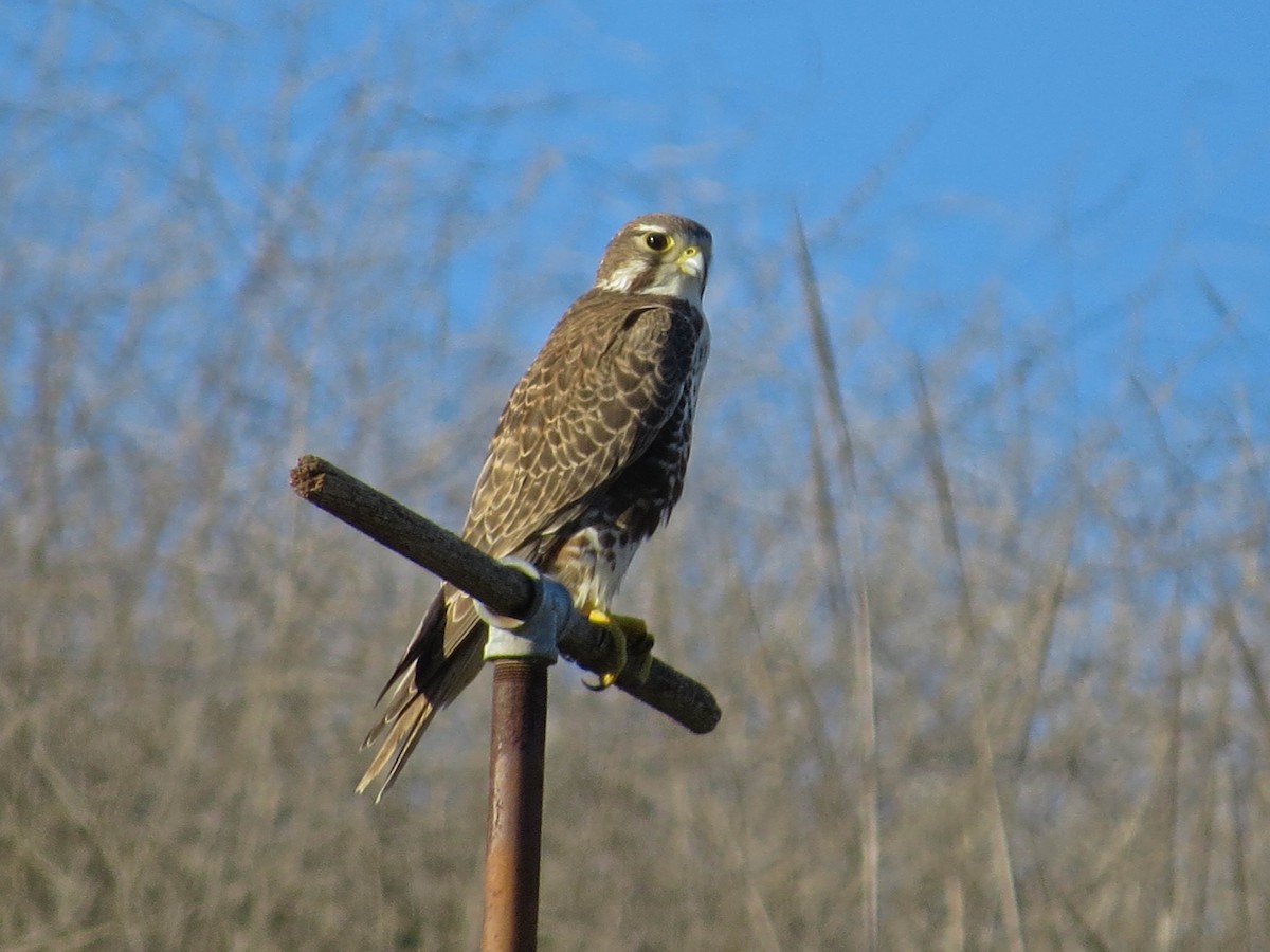 Prairie Falcon - ML646019582