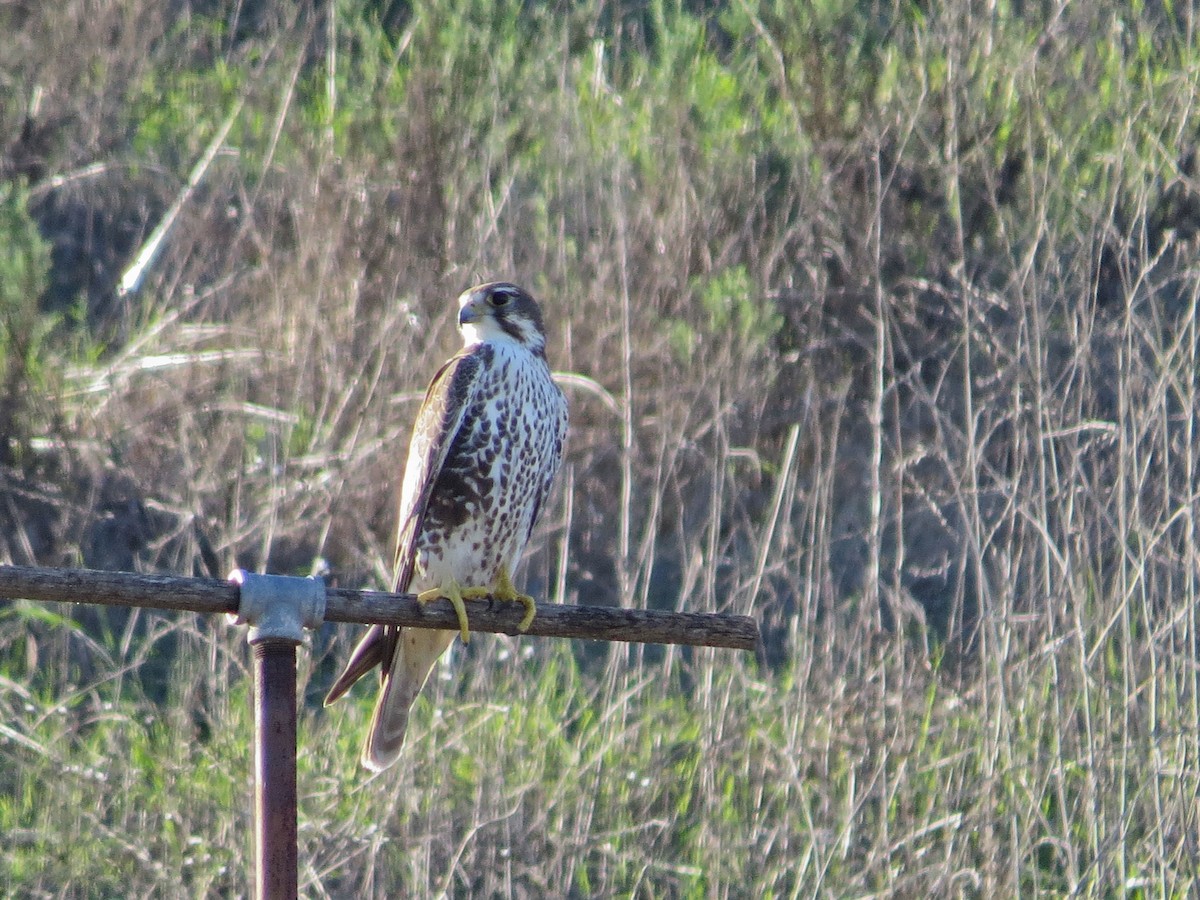 Prairie Falcon - ML646019583