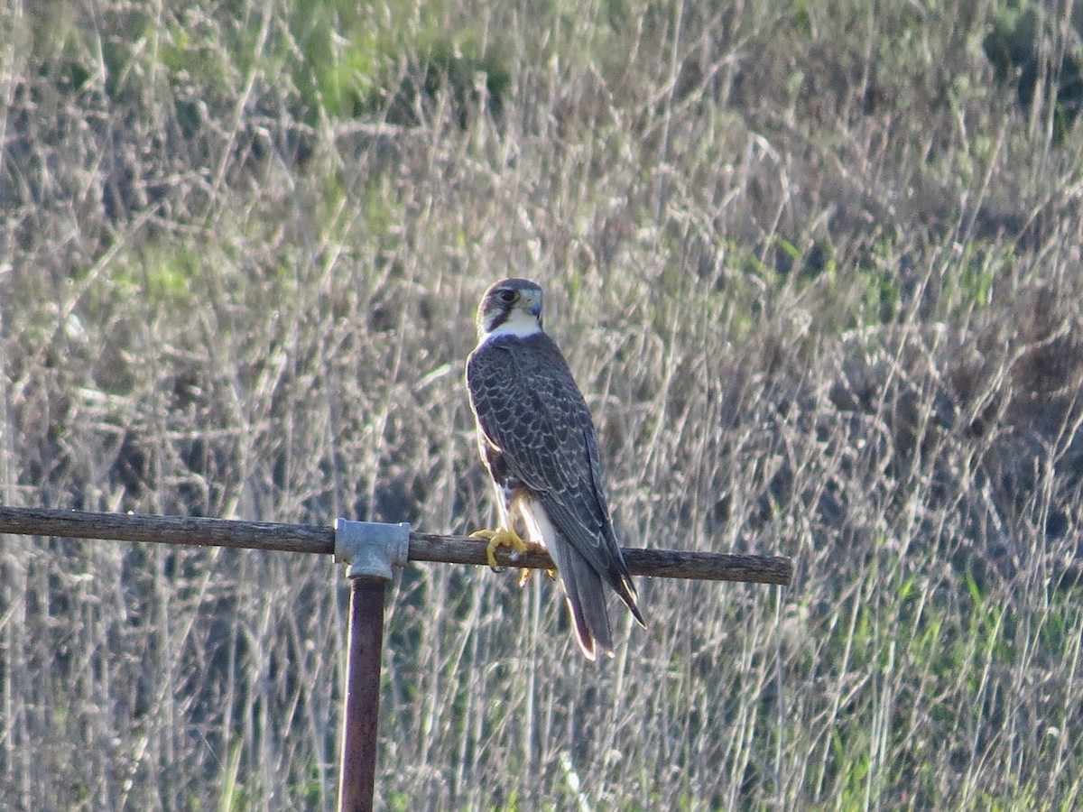 Prairie Falcon - ML646019584