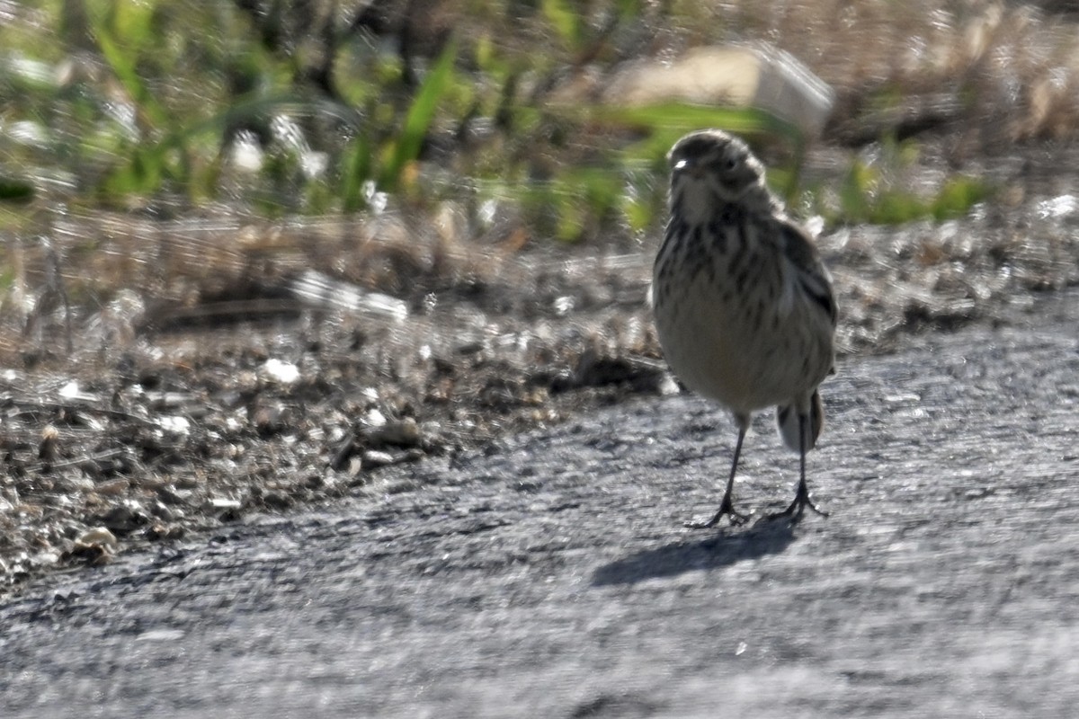 Щеврик американський - ML646019591