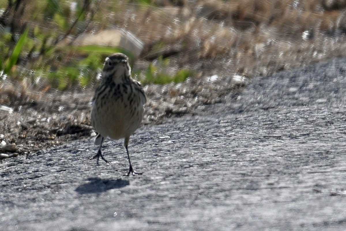 Щеврик американський - ML646019592