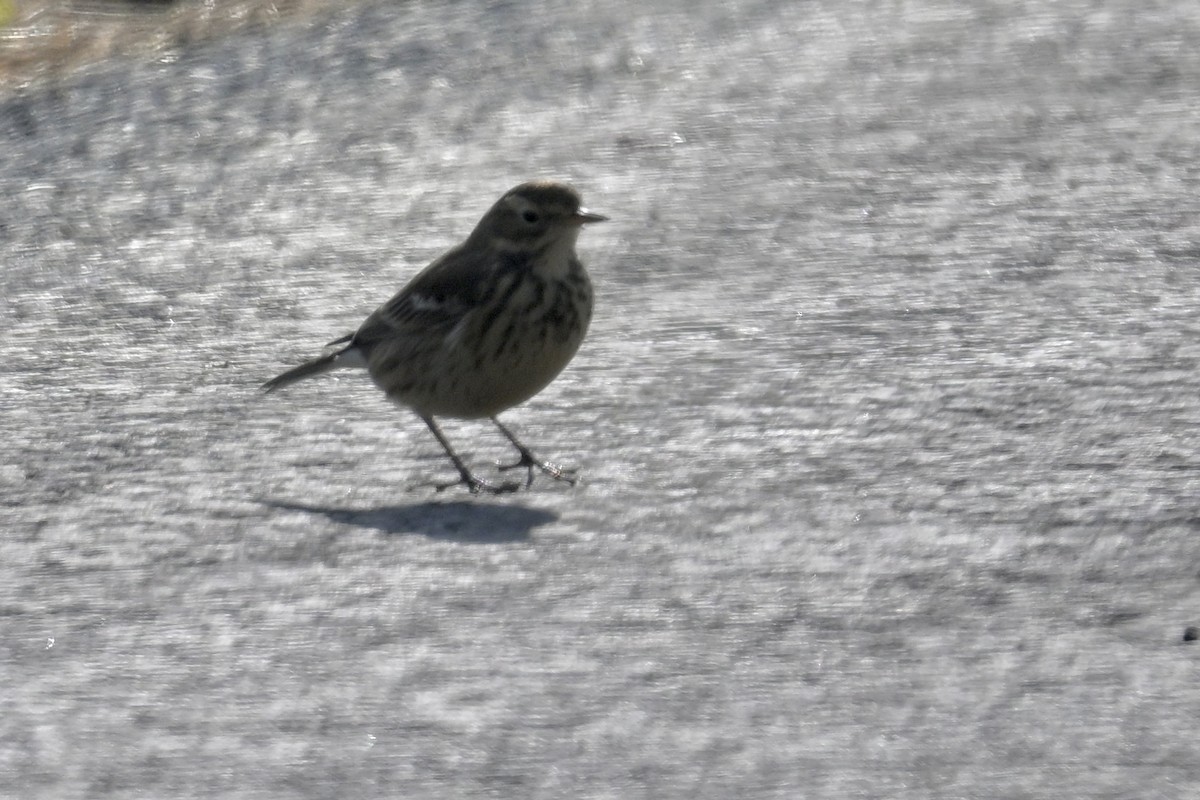 Щеврик американський - ML646019593