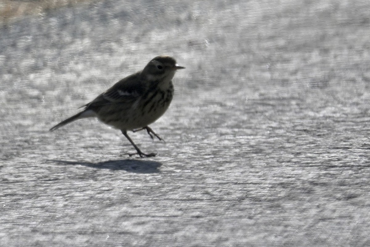 Щеврик американський - ML646019594