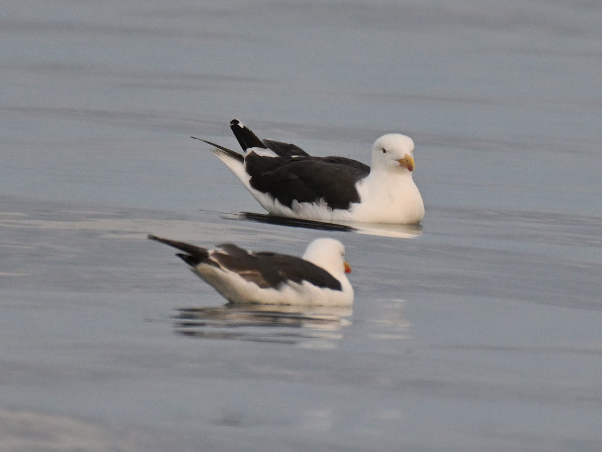 Zafferano - ML646019596