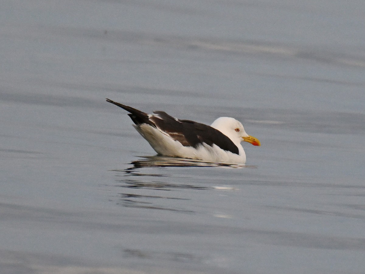 Zafferano - ML646019597