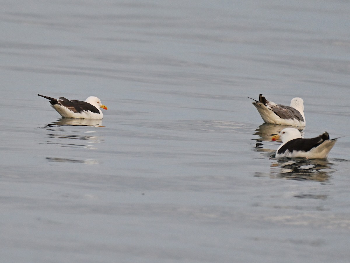 Zafferano - ML646019599