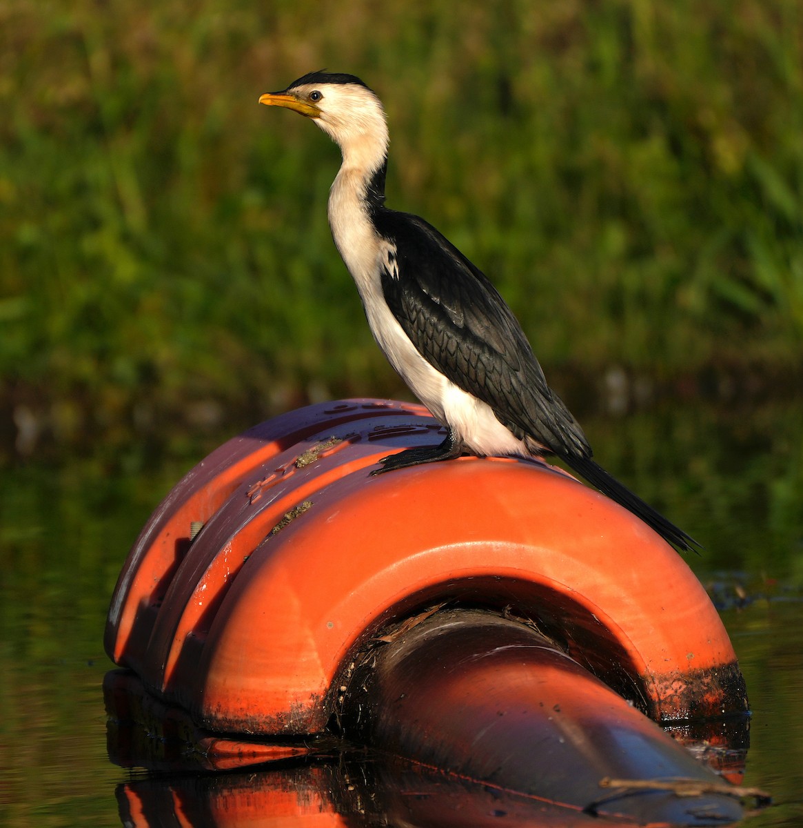 Little Pied Cormorant - ML646019601