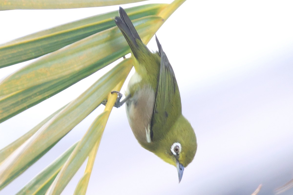 メジロ - ML646019605