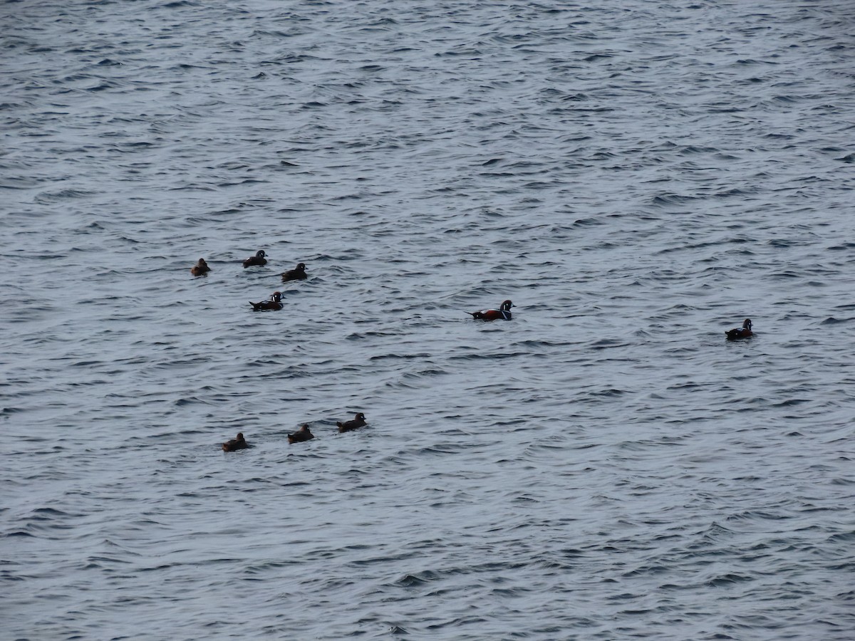 Ahate arlekina - ML646019608