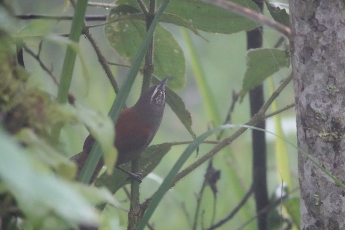 střízlík andský - ML646019615