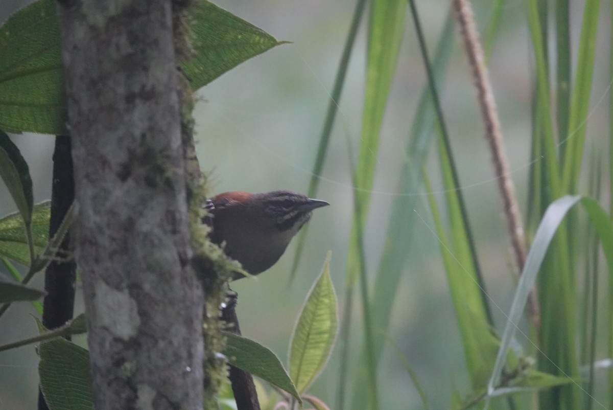 střízlík andský - ML646019616
