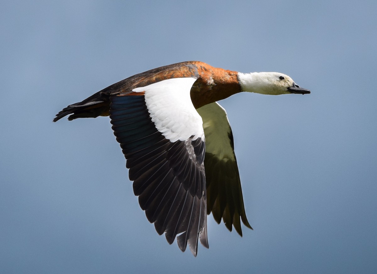 Tarro Maorí - ML646019628