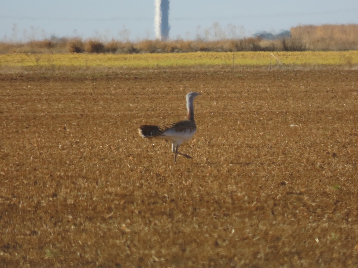 Great Bustard - ML646019633