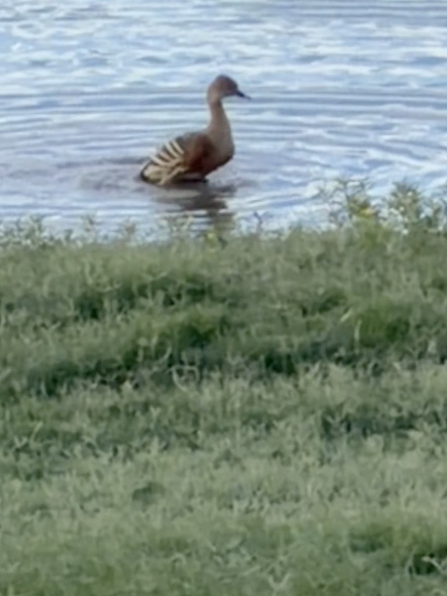 Plumed Whistling-Duck - ML646019635