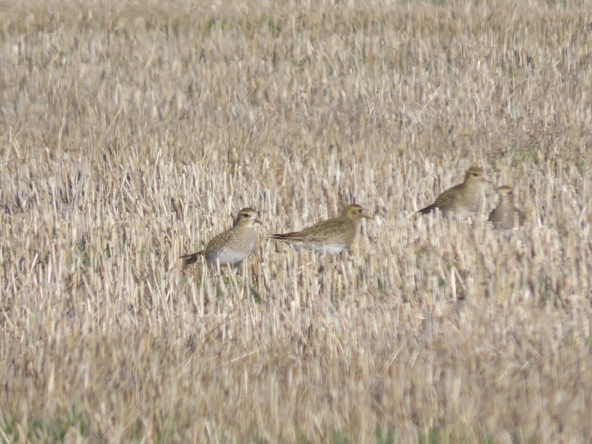 European Golden-Plover - ML646019636