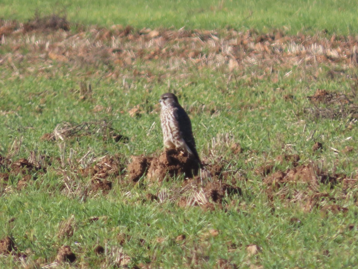 Merlin - ML646019650