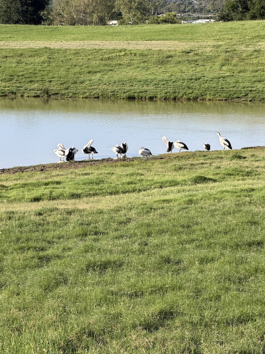 Australian Pelican - ML646019651