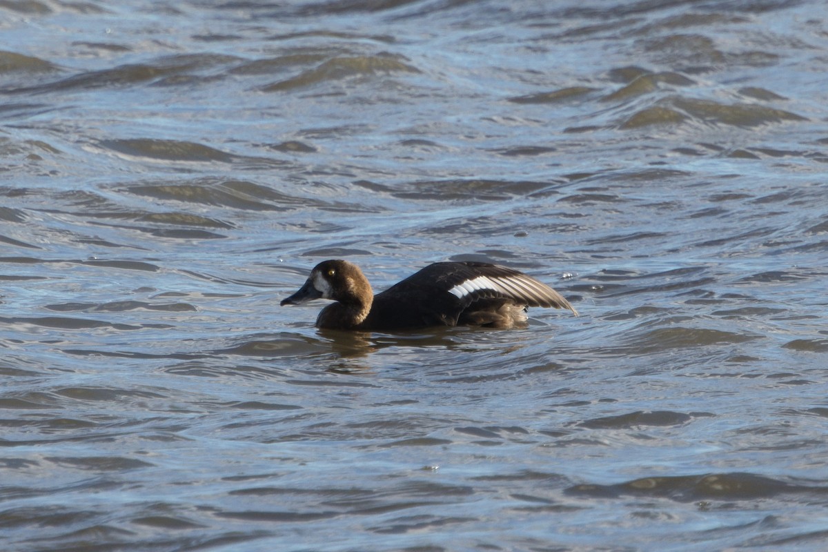 Greater Scaup - ML646019652