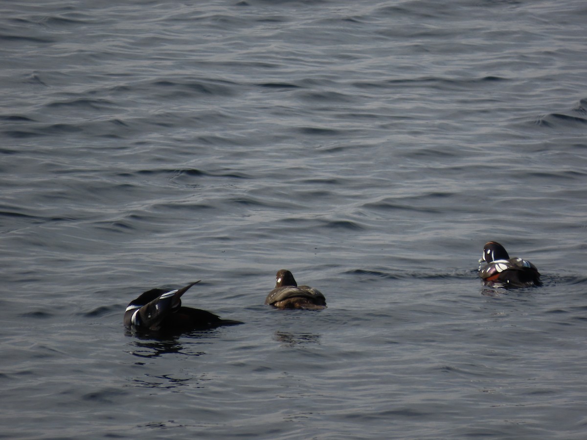 Ahate arlekina - ML646019653