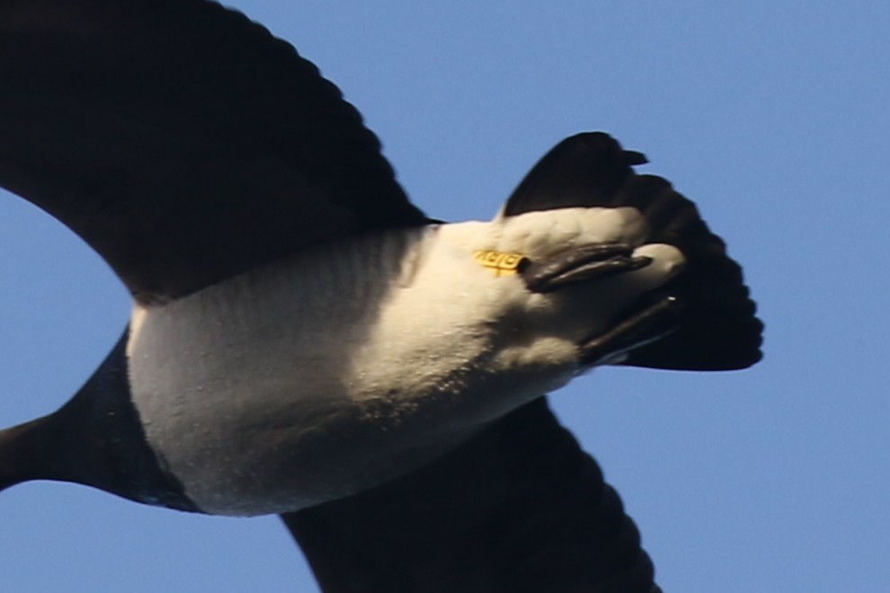 Barnacle Goose - ML646019654