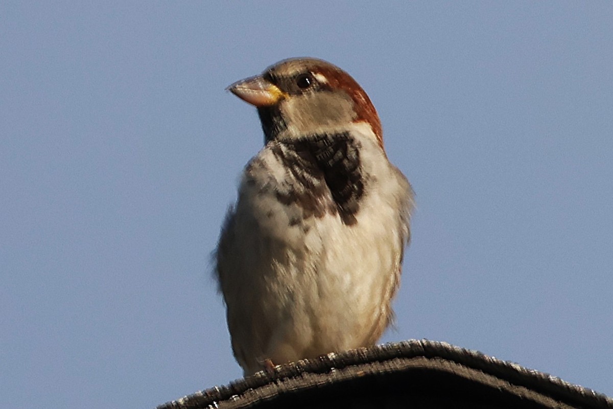 House Sparrow - ML646019656