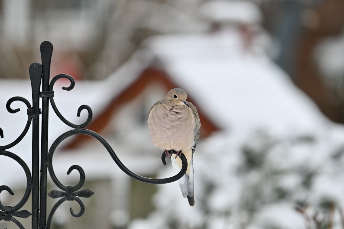 Mourning Dove - ML646019661