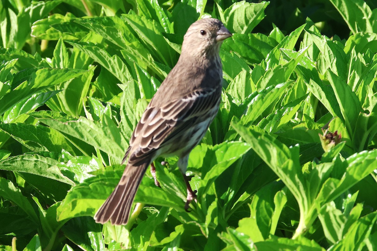 House Finch - ML646019662