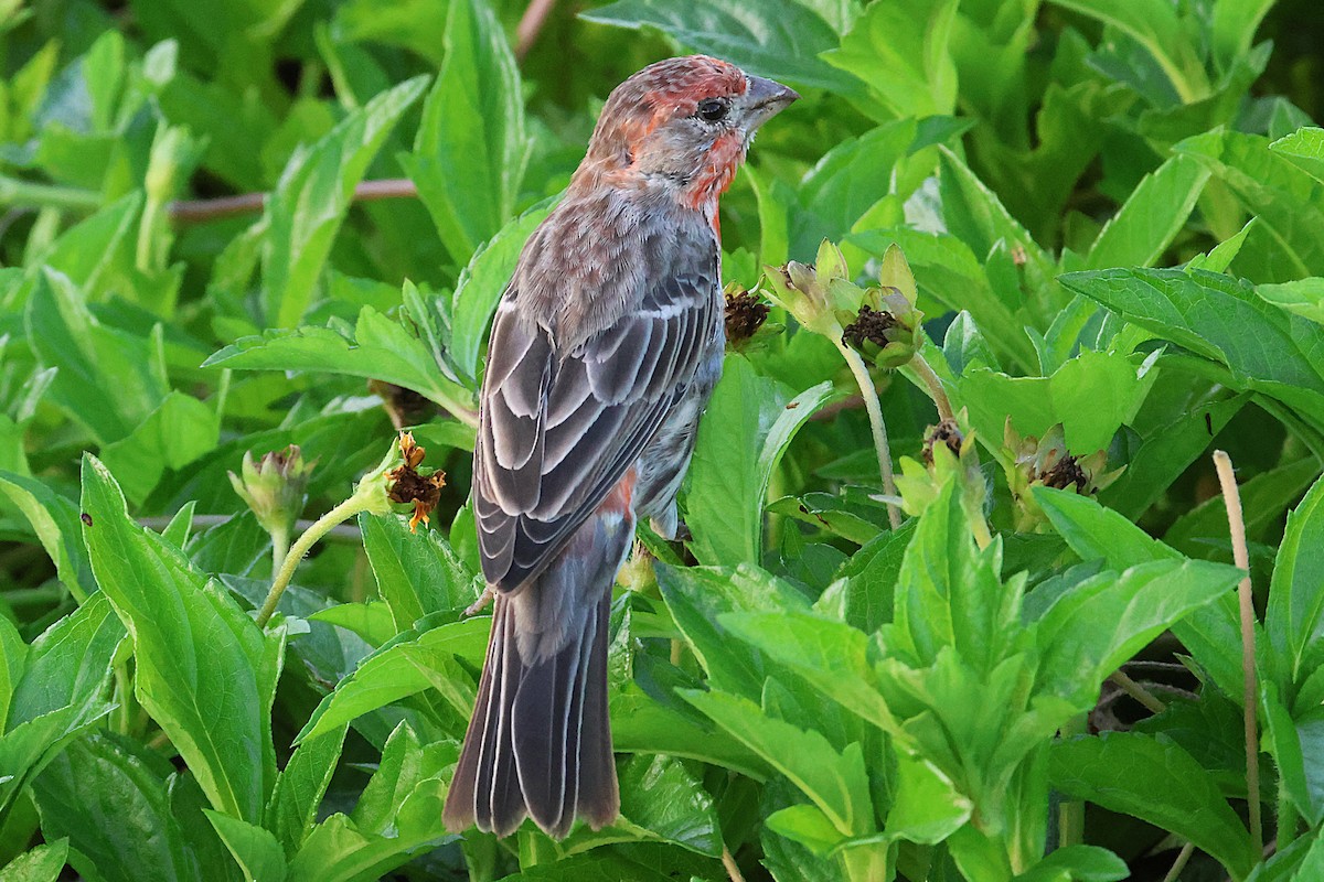 House Finch - ML646019663
